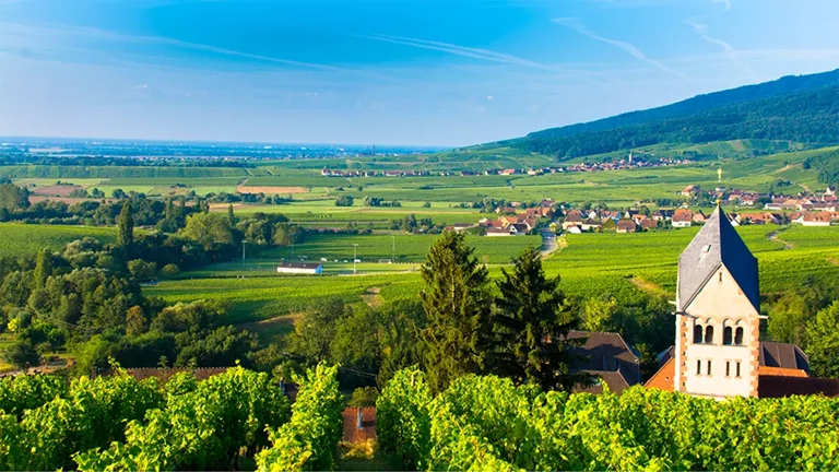 Discovering the Wines of Alsace