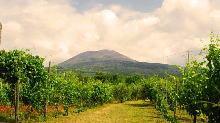 Volcanic Wines: From North to South, an Italian Treasure