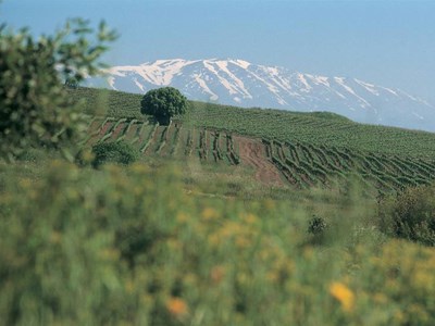 Golan Heights Winery 2