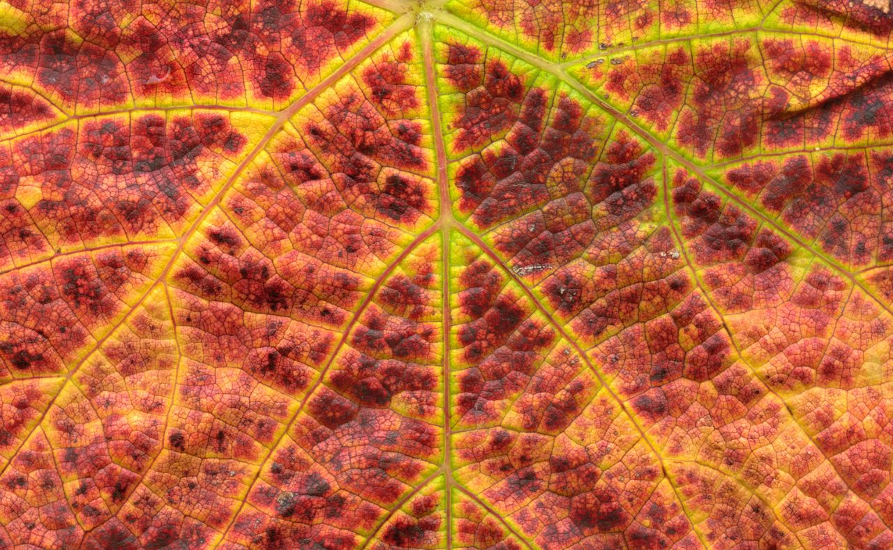 Buy italian wine online Xtrawine